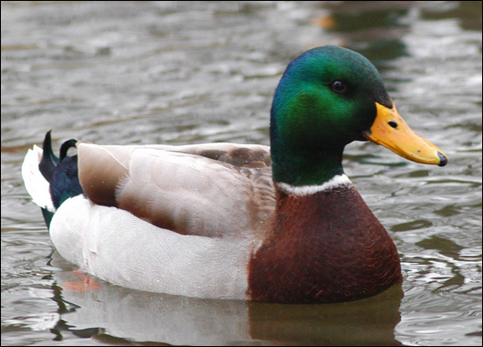 mallard_duck_1238559_1.jpg