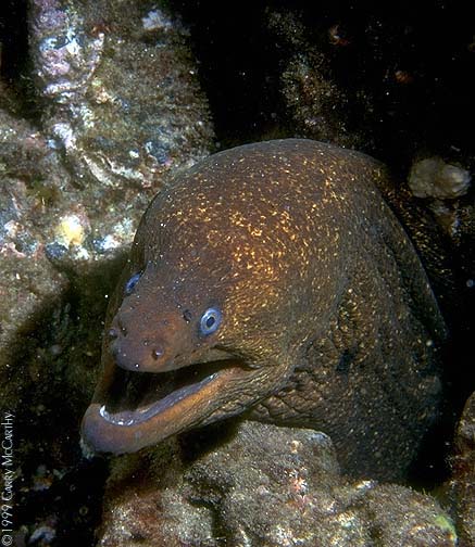 moray1_1230334_1.jpg