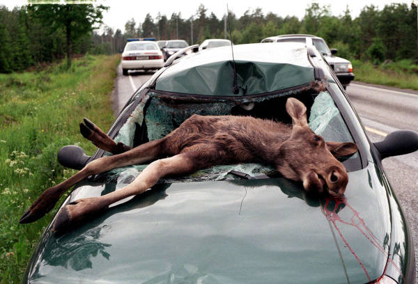viltolycka_1239762_0.jpg