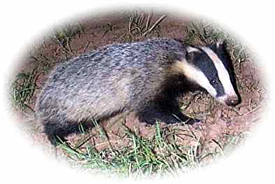 badger_177307_0.jpg