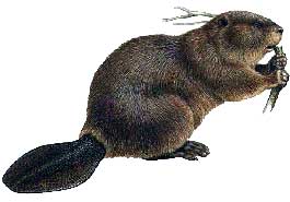 beaver_177307_1.jpg
