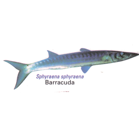 Barracuda_189400_0.jpg