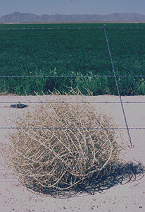 invasive_tumbleweed_214868_0.jpg