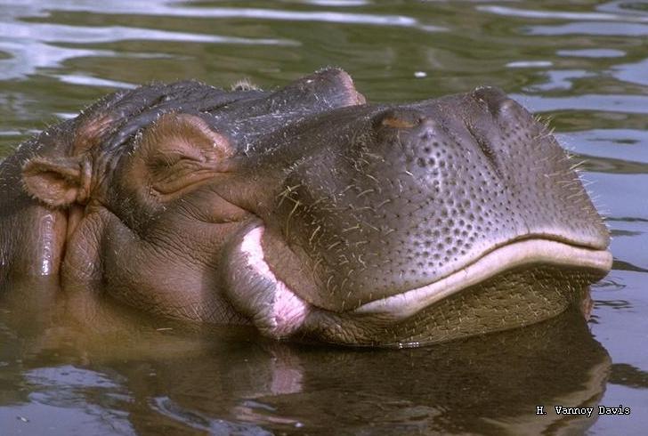 hippopotamus_amphibius_im01_364044_0.jpg