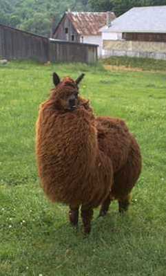 llama_403476_1.jpg