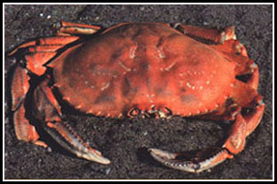 crab_461373_0.jpg