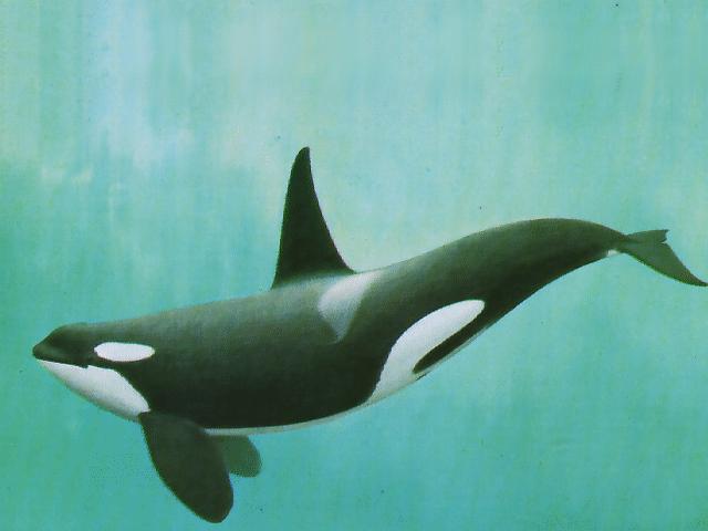 Orcinus_orca_489674_0.jpg