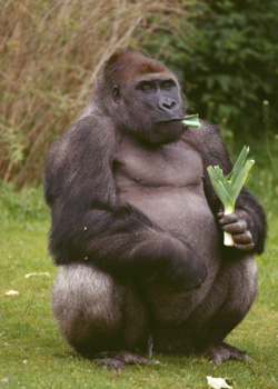 Gorilla_medium_522580_0.jpg
