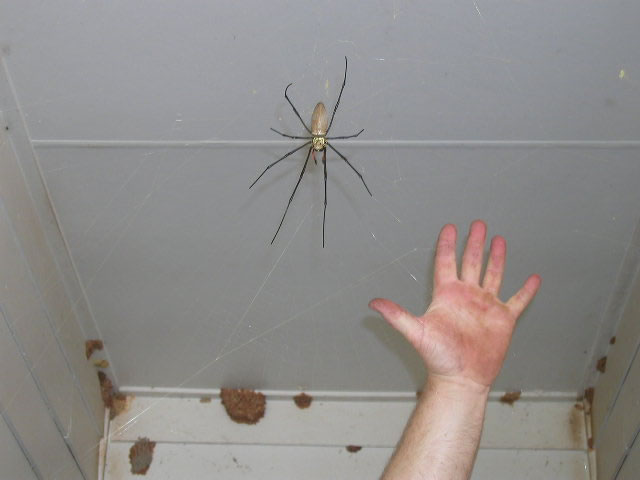 TR_-_Cape_Iron_Range_NP_FNQ_Giant_Spider_2_JPG_552975_1.jpg