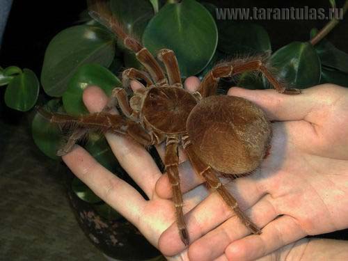 Theraphosa_blondi_2_foto_553150_0.jpg