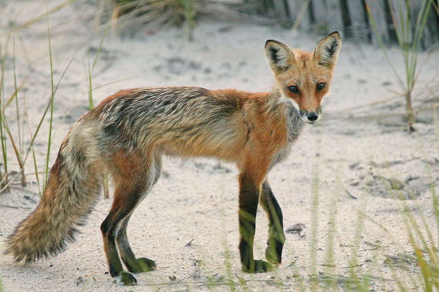 red_fox_698020_0.jpg