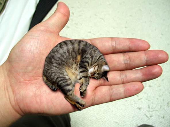 454_worlds_smallest_cat_739815_0.jpg