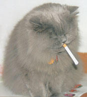 cat_smoking_739937_0.jpg