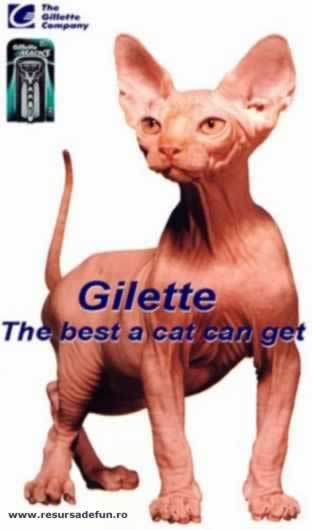 gillette_naked_cat1_739332_0.jpg