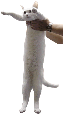 longcat_739133_0.gif