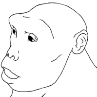 200px-SahelanthropustchadensisZICA_767474_16.png