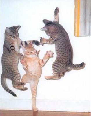 normal_catninjas_816543_0.jpg
