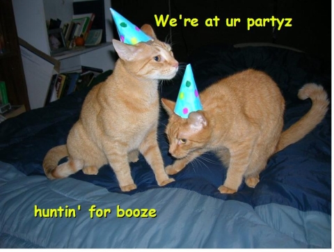 partycats_817289_4.jpg