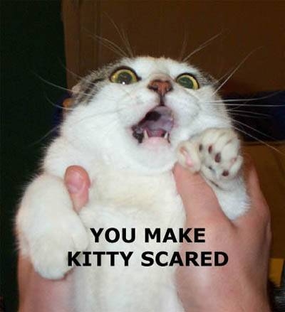 scared_kitty_817284_1.jpg