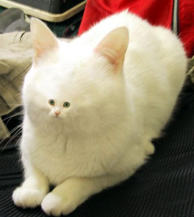 smallfacecat_816169_0.jpg
