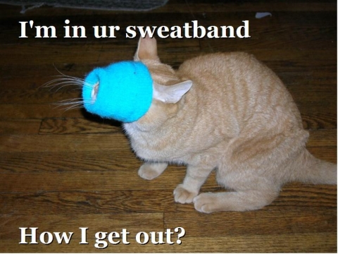 sweatbandcat_817284_6.jpg