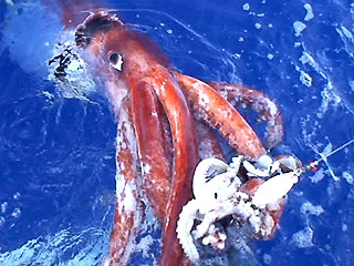 0_61_giant_squid_1_837729_0.jpg