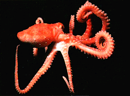 OCTO2_837764_0.gif