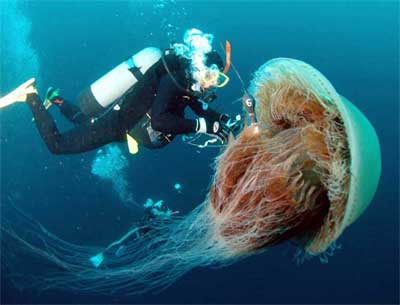 giant_jelly_837999_0.jpg