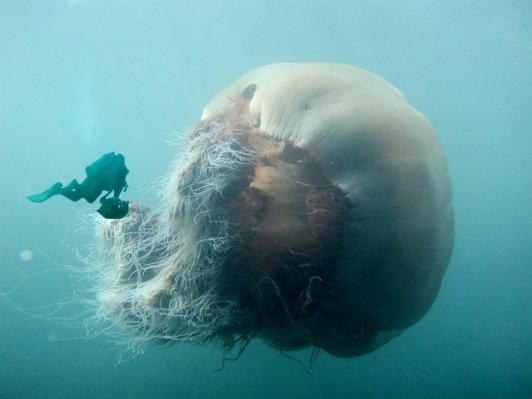giant_jellyfish_838016_0.jpg