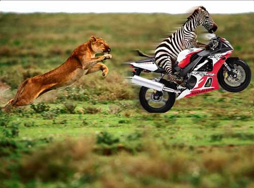 funnyzebraonmotorbike_849207_2.jpg