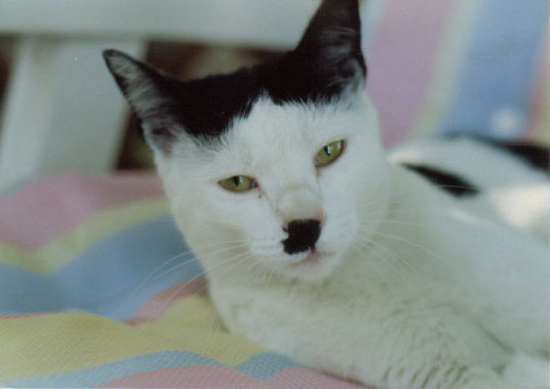 kitler_876050_0.jpg