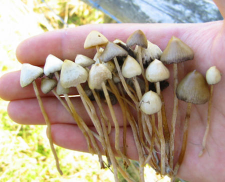 Freshly-Picked-Shrooms_905205_0.jpg