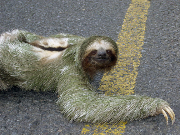 sloth20052small_911092_0.jpg