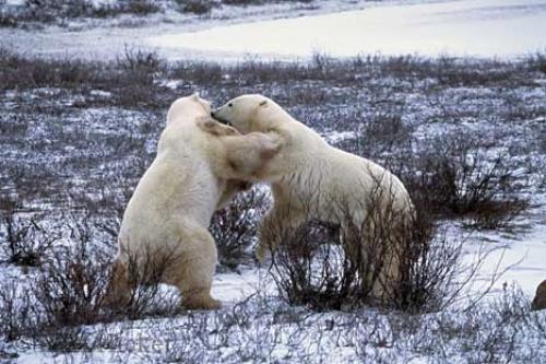bear_fight_sc49_927251_0.jpg