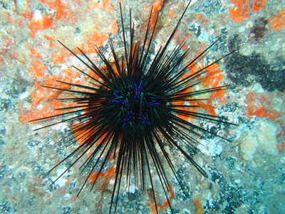 Urchin_5_937271_0.jpg