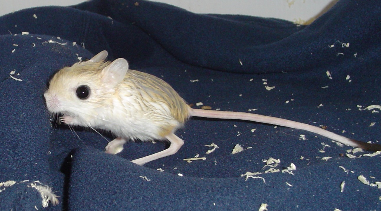 JERBOA_957717_0.jpg