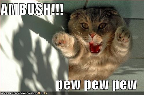 funny-pictures-ambush-cat_959891_2.jpg