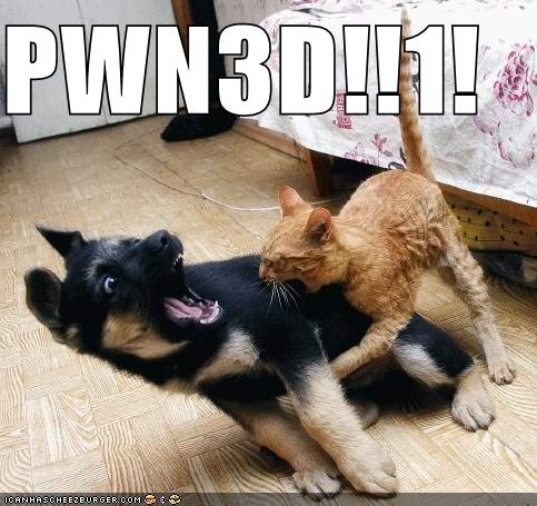 funny-pictures-cat-pwns-dog_959885_2.jpg