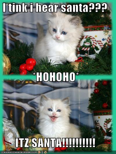 funny-pictures-its-santa-cat_959891_1.jpg