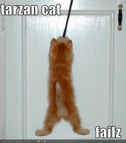 funny-pictures-tarzan-cat_959941_1.jpg