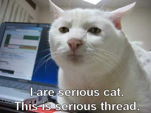 seriouscat_958298_0.jpg