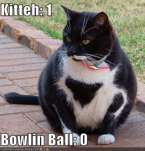 funny-pictures-bowling-ball-cat_960618_0.jpg