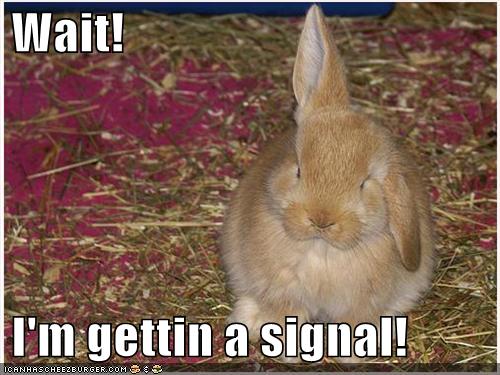 funny-pictures-bunny-rabbit-antennae7_969421_0.jpg