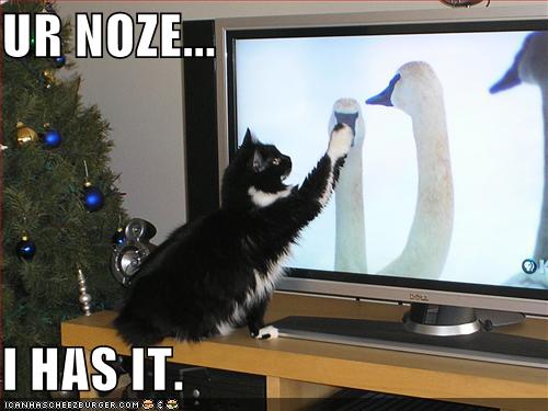 funny-pictures-cat-attacks-goose-tv_968803_4.jpg