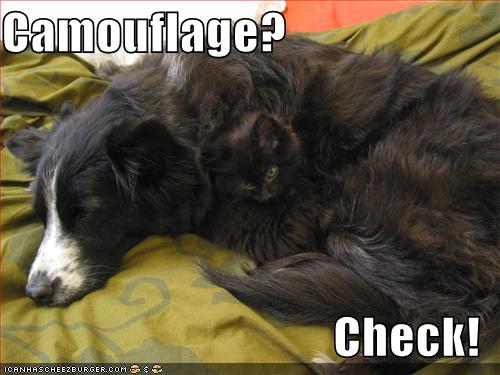 funny-pictures-cat-dog-camouflage_965368_0.jpg