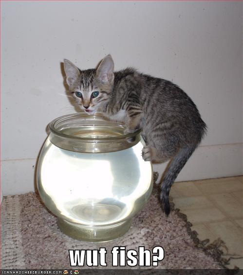 funny-pictures-cat-drinks-fishbowl_968803_3.jpg