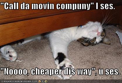 funny-pictures-cat-furniture_960618_2.jpg