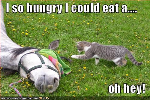 funny-pictures-cat-hungry-for-horse_968239_2.jpg