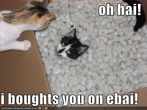 funny-pictures-cats-box-packing-peanuts-ebay_968803_2.jpg