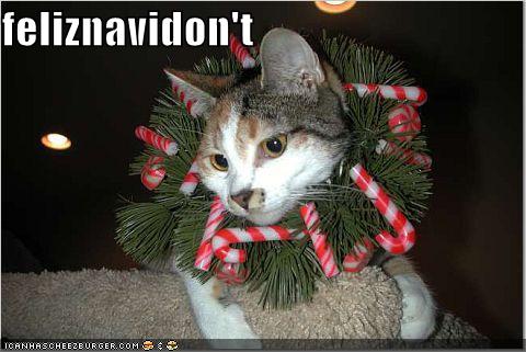 funny-pictures-christmas-cat-wreath_967107_0.jpg